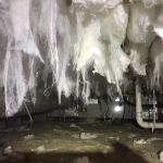 Cox Termite & Pest, LLC.