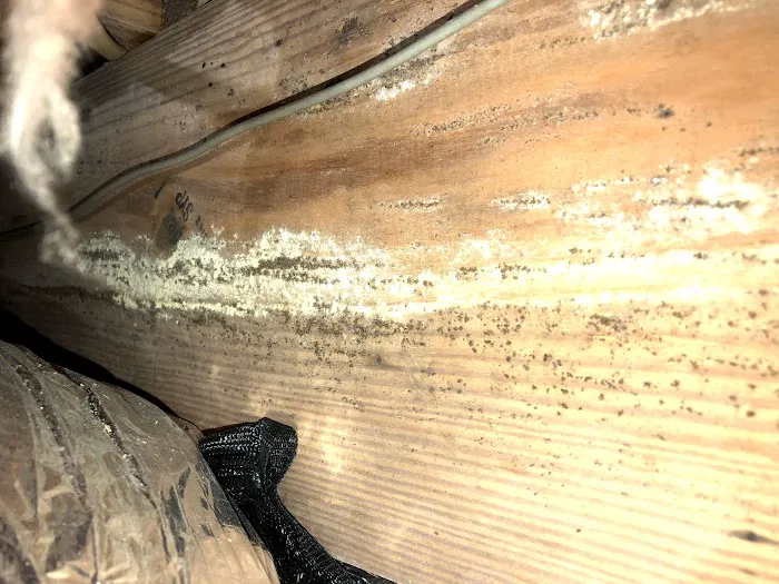 Cox Termite & Pest, LLC. Picture 9