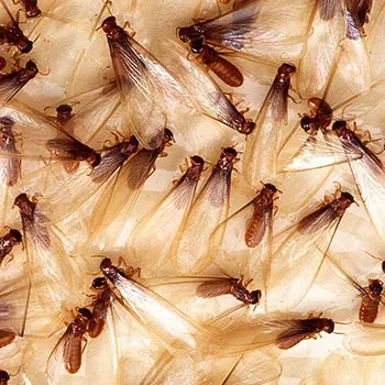 Landlock Pest Control Picture 4
