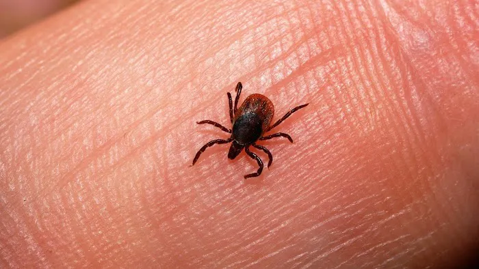Landlock Pest Control Picture 1
