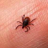 Landlock Pest Control ico