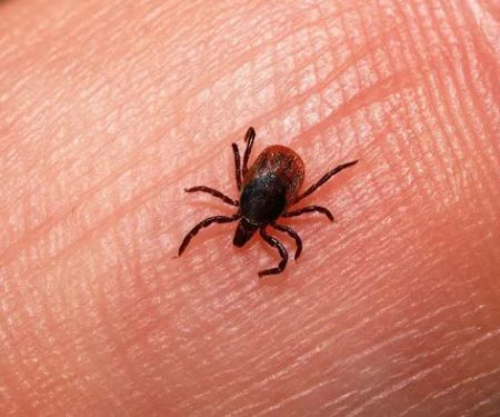 Landlock Pest Control