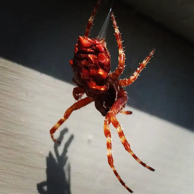 Landlock Pest Control Picture 7
