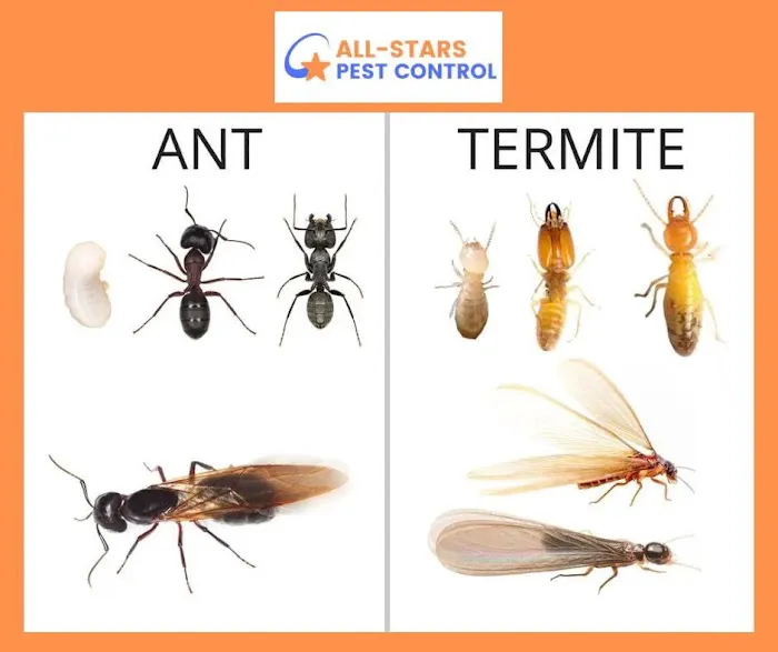 All-Stars Pest Control Picture 6