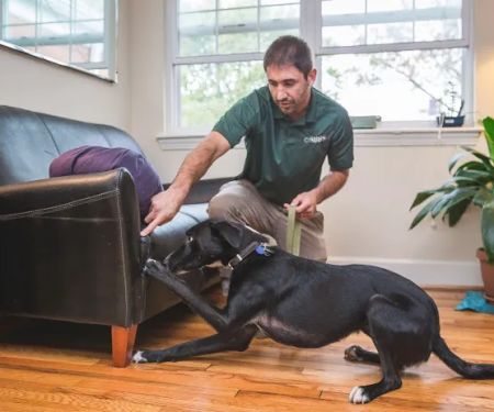 Superior Bed Bug Solutions