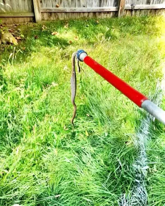 EJ's Pest Control Picture 4