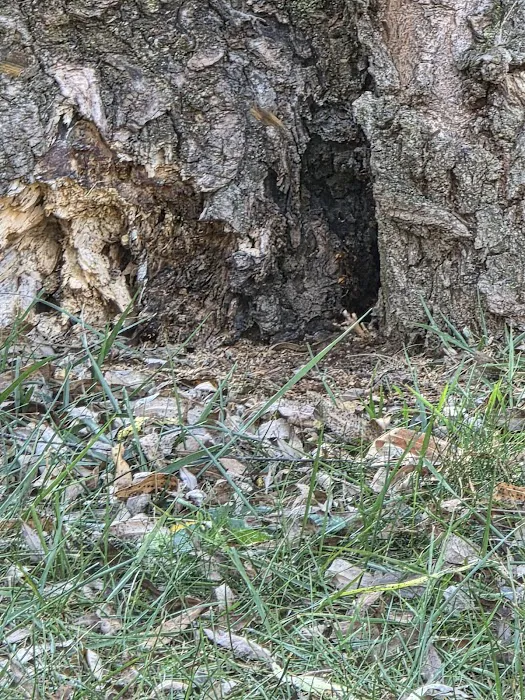 Environmental Pest Control Picture 10