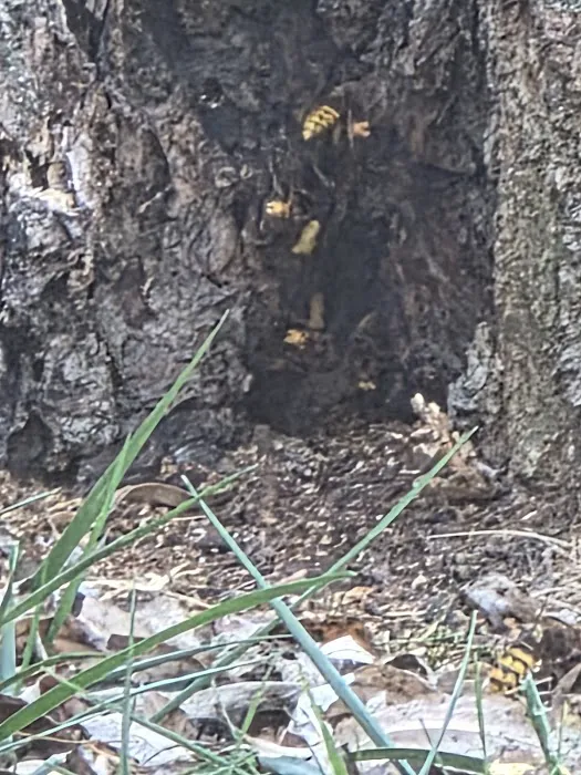 Environmental Pest Control Picture 1