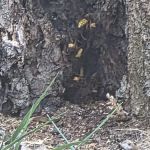 Environmental Pest Control