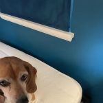 Cimex K9 Bed Bug Control