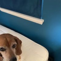 Cimex K9 Bed Bug Control ico