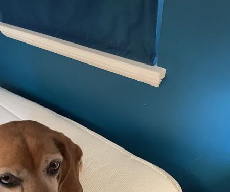 Cimex K9 Bed Bug Control