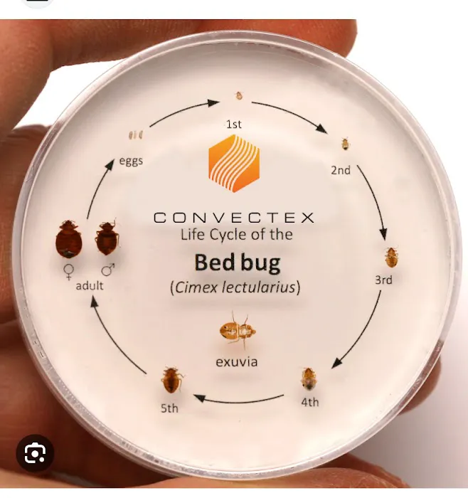 Cimex K9 Bed Bug Control Picture 9