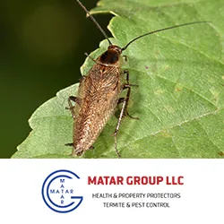 Matar Termite & Pest Control Picture 6