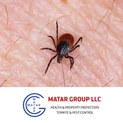 Matar Termite & Pest Control Picture 7