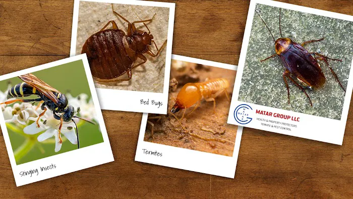 Matar Termite & Pest Control Picture 5