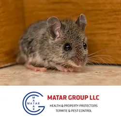 Matar Termite & Pest Control Picture 8