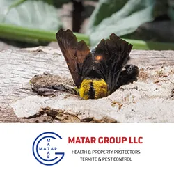 Matar Termite & Pest Control Picture 1