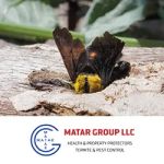 Matar Termite & Pest Control