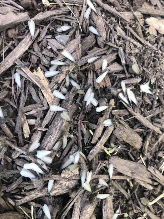 Raven Termite and Pest Control Picture 7