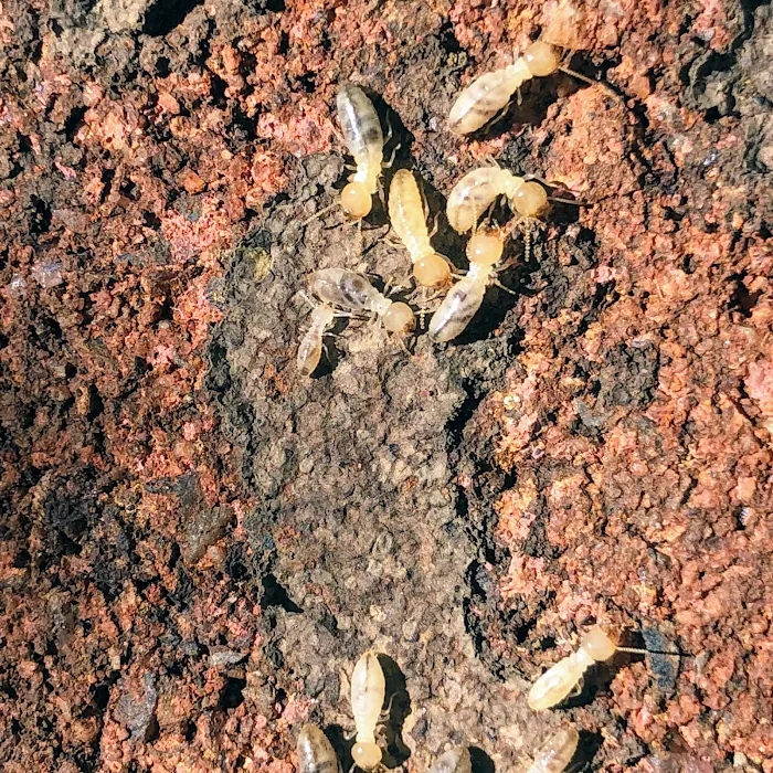 Raven Termite and Pest Control Picture 9