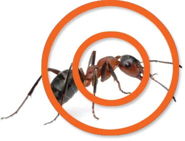 Sure Shot Pest Control Picture 5