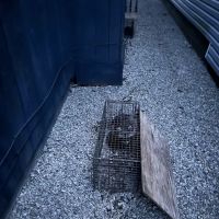 Matt's Nuisance Animal Control ico