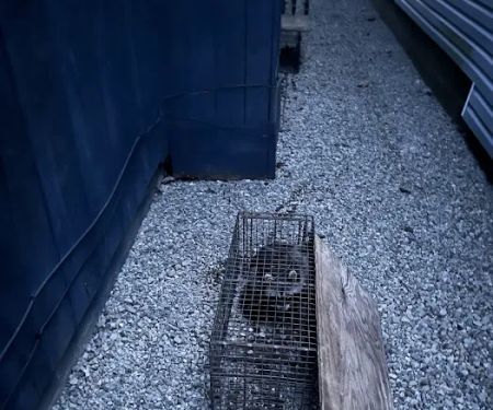 Matt's Nuisance Animal Control