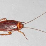 Expert Pest Management