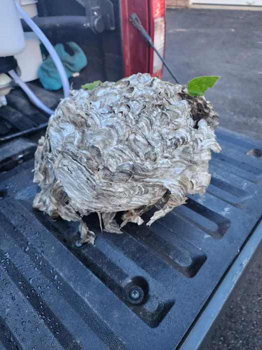 Gotbugs Pest Services Picture 8
