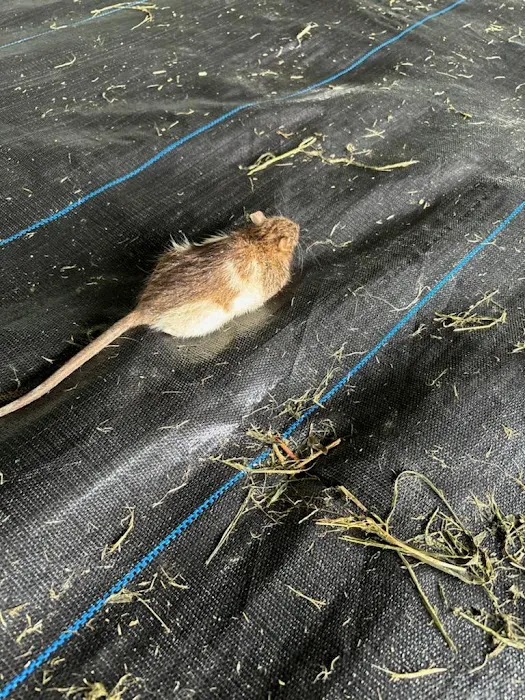 Gotbugs Pest Services Picture 4