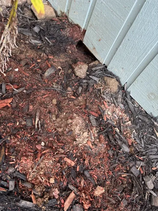 Gotbugs Pest Services Picture 5