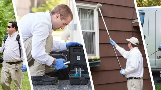 Modern Pest Services Picture 4
