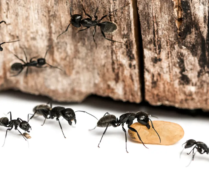 Modern Pest Services Picture 3
