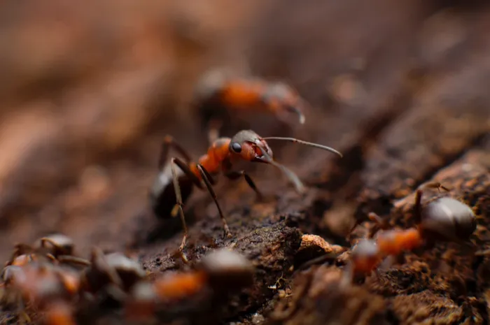 Maine Pest Plus LLC Picture 1