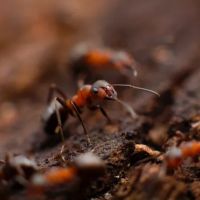 Maine Pest Plus LLC ico