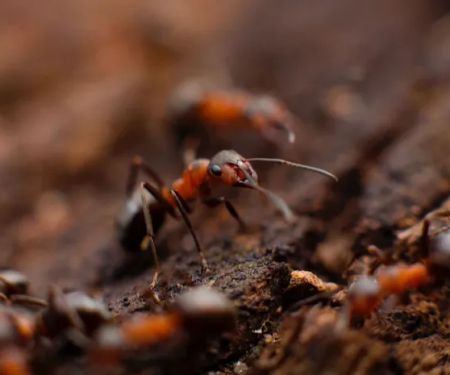 Maine Pest Plus LLC
