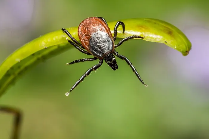 All-Points Pest Control Picture 1