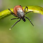 All-Points Pest Control