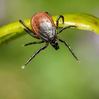 All-Points Pest Control ico