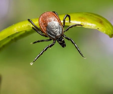 All-Points Pest Control