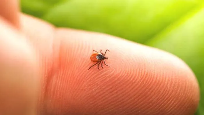 All-Points Pest Control Picture 4