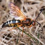 PestNow