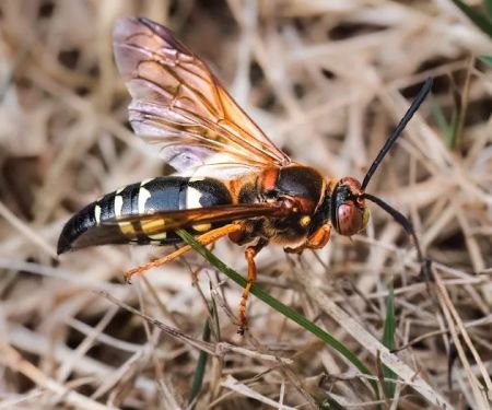 PestNow
