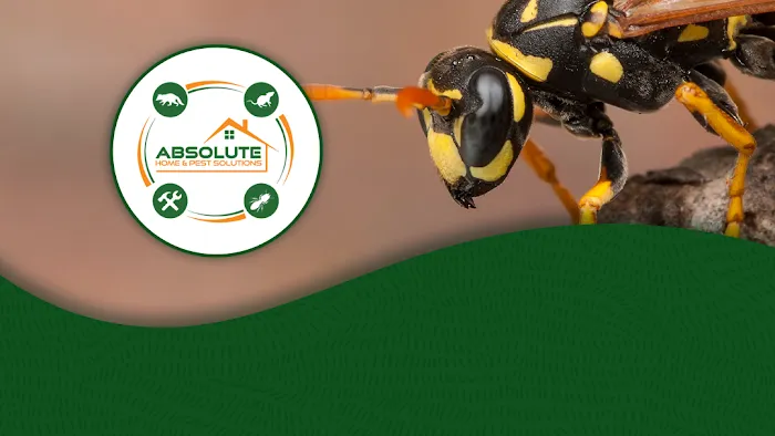 Absolute Home and Pest Solutions Picture 6