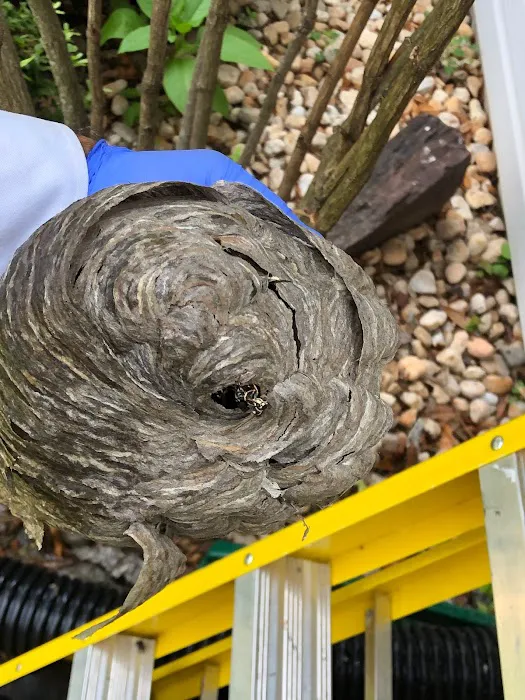 Complete Pest Solutions Picture 2