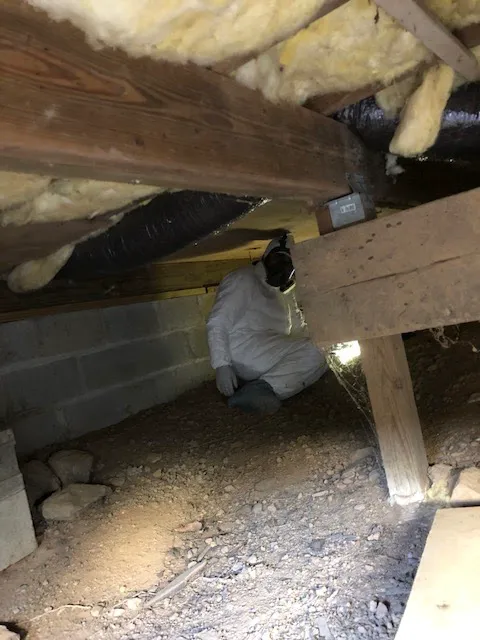 Complete Pest Solutions Picture 5