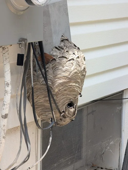 Complete Pest Solutions Picture 6