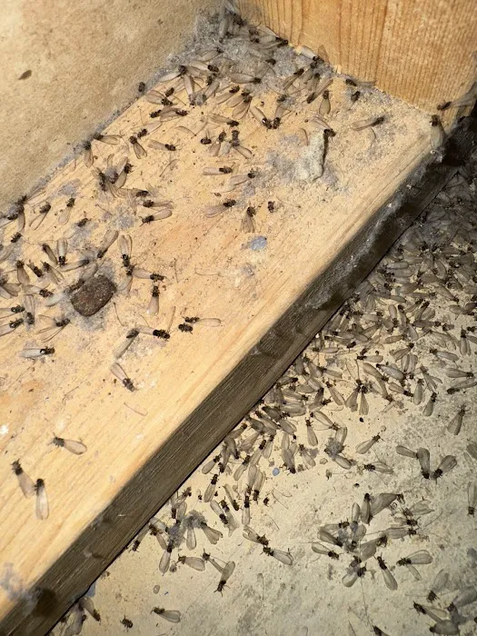 BC Exterminating Services Picture 4