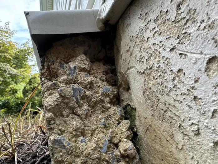 BC Exterminating Services Picture 9